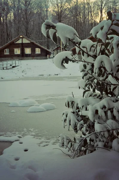 Buisson Sempervirent Recouvert Neige Arrière Plan Étang Gelé Une Maison — Photo