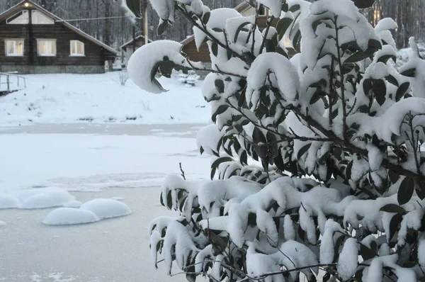 Immergrüner Schneebedeckter Busch Hintergrund Ein Zugefrorener Teich Und Ein Holzhaus — Stockfoto