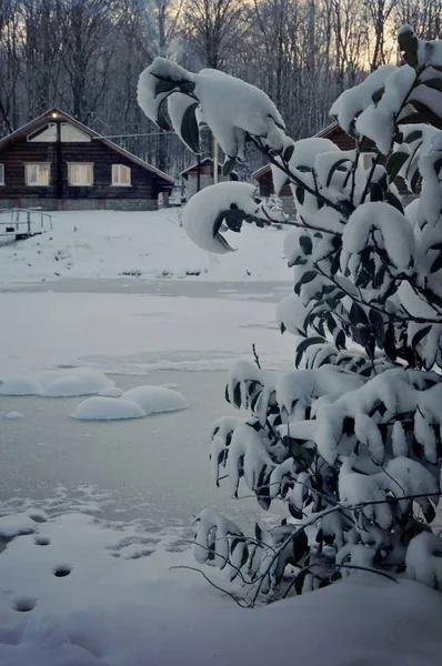 Evergreen Bush Covered Snow Background Frozen Pond Wooden House — ストック写真