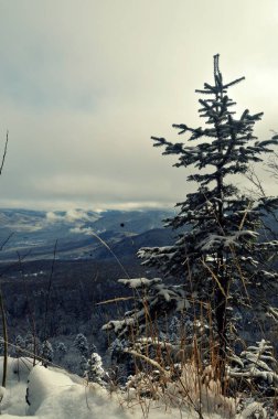Uçurumun kenarında küçük bir çam ağacı büyür. Güzel dağların ve beyaz bulutların zemininde.