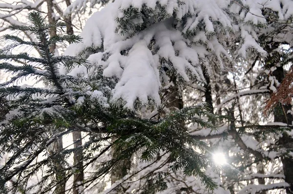 Soleil Hiver Brise Travers Les Branches Duveteuses Pin Neigeux — Photo