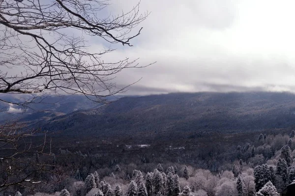 Branches Nues Hiver Sur Précipice — Photo