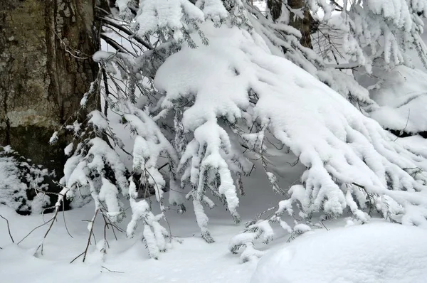 Branches Duveteuses Pin Des Neiges — Photo