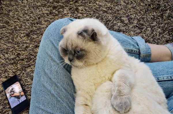 一只苏格兰品种的温顺而懒惰的绒毛猫 一只白色的猫 躺在他的手上 穿着蓝色牛仔裤 — 图库照片
