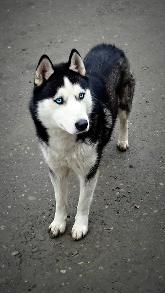 Schöner Blauäugiger Husky Schwarz Weiß Steht Auf Der Straße — Stockfoto