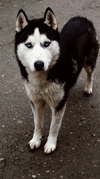 Schöner Blauäugiger Husky Schwarz Weiß Steht Auf Der Straße — Stockfoto