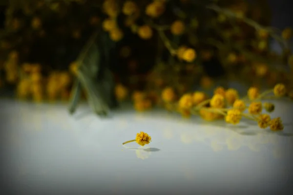 Ένα Μικρό Λουλούδι Μιμόζα Μια Μακροεικόνα Στο Παρασκήνιο Ένα Μεγάλο — Φωτογραφία Αρχείου