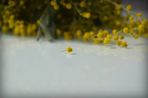 Una Pequeña Flor Mimosa Una Imagen Macro Fondo Gran Ramo — Foto de Stock