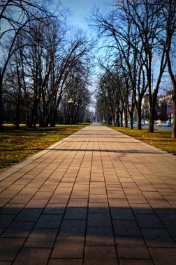 Ufuk çizgisine giden park yolu, yeşil ağaçlar ve parlak mavi gökyüzü kenarlarda büyür.