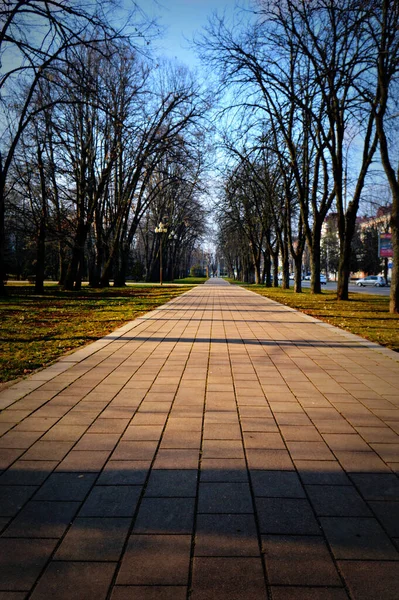 park path leading to the horizon line, green trees and bright blue sky grow on the sides