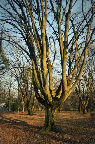 公園内にある美しい枝分かれした大きな木 — ストック写真