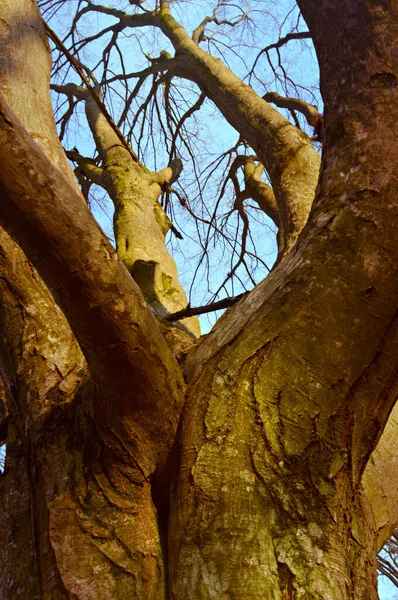 Beautiful Branchy Big Tree Park — Stock Photo, Image