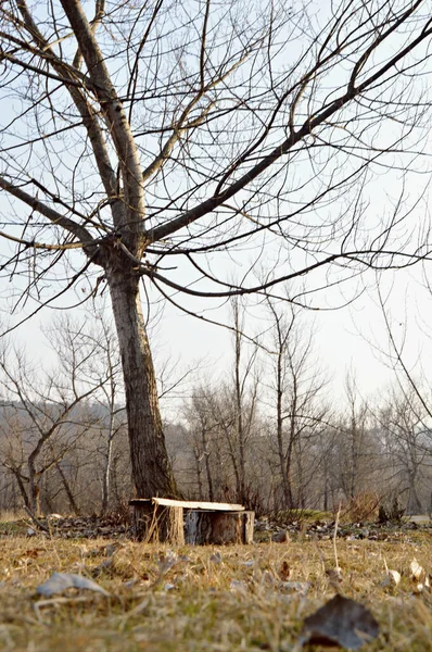 畑の木のそばの孤独な木のベンチ — ストック写真