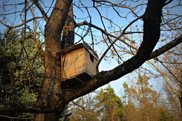 Houten Vogelhuisje Aan Een Boom — Stockfoto