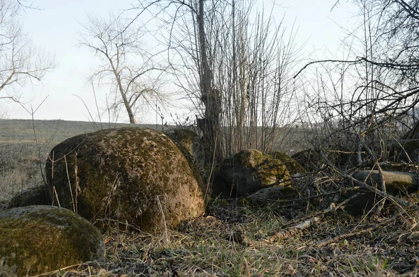 Grandes Pedras Campo Com Musgo Verde Imagem De Stock