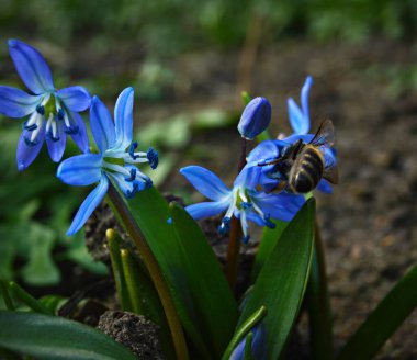 Omzundan nektar toplar, küçük bir bronz arı mavi bir sızıntıdan nektar toplar.