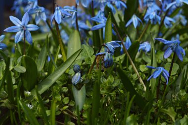 Omzundan nektar toplar, küçük bir bronz arı mavi bir sızıntıdan nektar toplar.