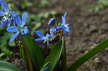 İlkbaharda kardamlaları kapanıyor, arılar uçuşuyor.