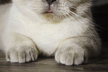 Güzel beyaz bir kedinin pençeleri, burnu ve dili.