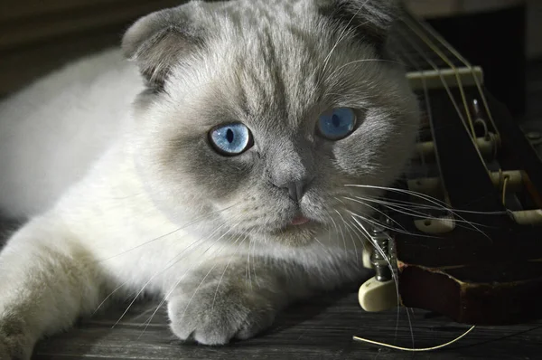 Şirin Beyaz Tüylü Kedi Klasik Gitarın Yanında Yerde Yatıyor — Stok fotoğraf