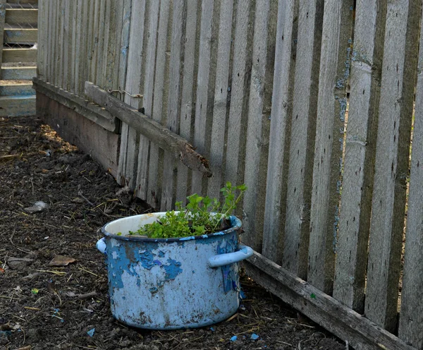 stock image old painted pan with wild plants inside along a wooden fence