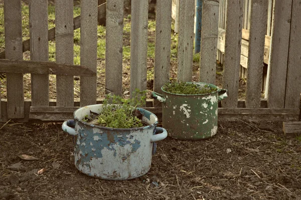 Dos Ollas Viejas Azul Verde Con Plantas Imagen de archivo