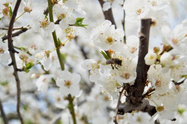 Baharda beyaz çiçekli narin bir dal