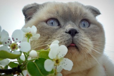 Bahar mevsiminde çiçek açan ağaçların arasında küçük, şirin bir İskoç cins kedi.