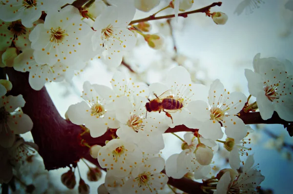 Zarter Zweig Mit Weißen Blüten Frühling — Stockfoto