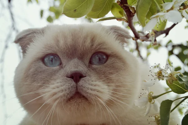 꽃피는 사이에 귀엽고 스코틀랜드 산작은 고양이 — 스톡 사진