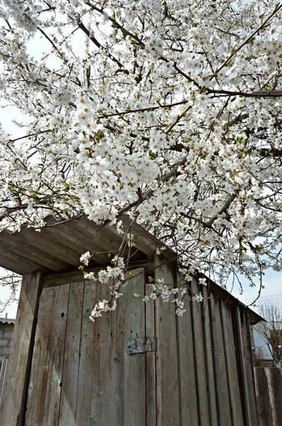 Inodoro Madera País Jardín Encuentra Cerca Árbol Primavera Floreciente Fotos de stock