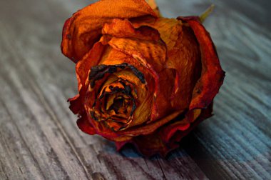 Tahta bir yüzey üzerinde kurumuş kırmızı-turuncu gül