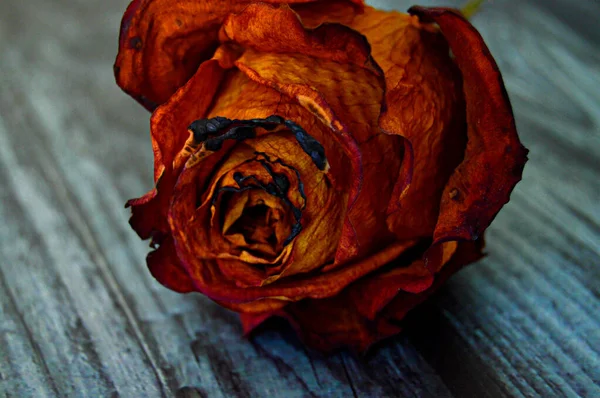 Dried Red Orange Rose Wooden Surface — Stock Photo, Image
