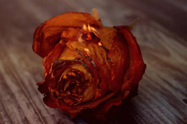 Trandafir Roșu Portocaliu Uscat Suprafață Lemn — Fotografie, imagine de stoc