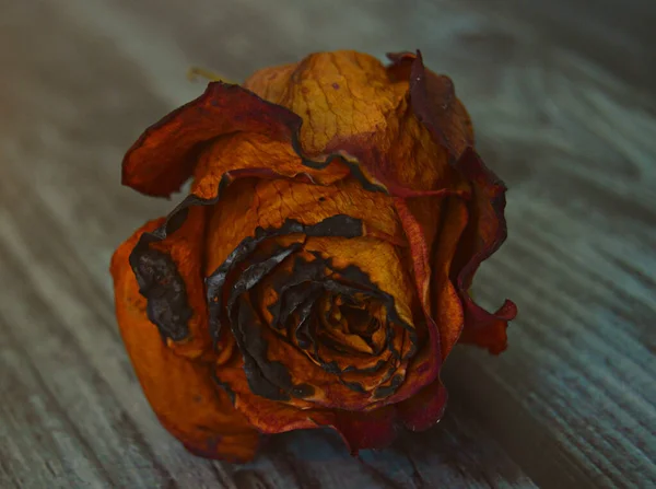 Сушеная Красно Оранжевая Роза Деревянной Поверхности — стоковое фото