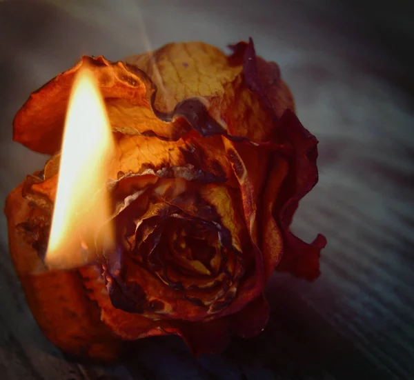 Getrocknete Rot Orange Rose Auf Einer Holzoberfläche — Stockfoto