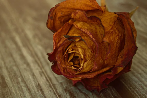 Dried Red Orange Rose Wooden Surface — Stock Photo, Image