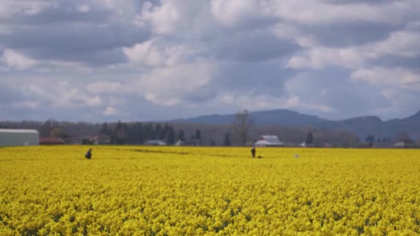 Champs de jonquille par temps nuageux 