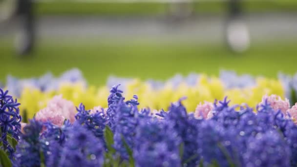 Um close-up de um campo de flores roxas — Vídeo de Stock