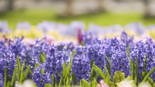 Penutup dari bidang bunga ungu — Stok Video