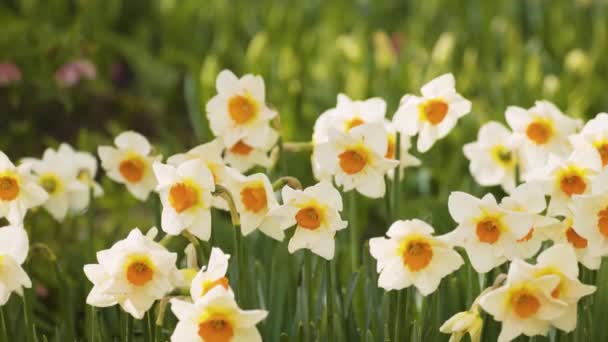 Flores brancas de narciso no campo de primavera . — Vídeo de Stock