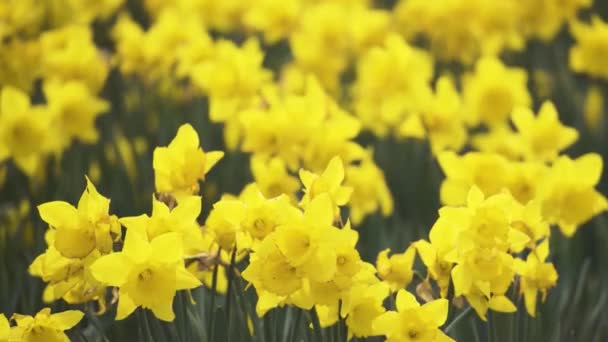 Daffodil Fields at a cloudy day — Stock Video