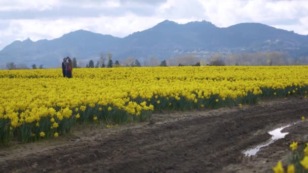 Los campos de narcisos en un día nublado — Vídeo de stock