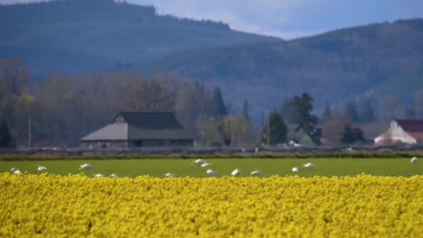 Daffodil Campos em um dia nublado — Vídeo de Stock
