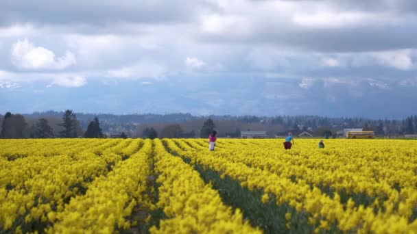Daffodil Πεδία σε μια συννεφιασμένη ημέρα — Αρχείο Βίντεο