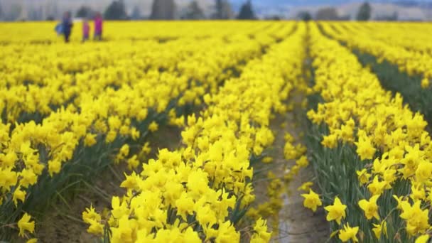 Daffodil Campos em um dia nublado — Vídeo de Stock