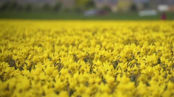 Daffodil Fields at a cloudy day — Stock Video