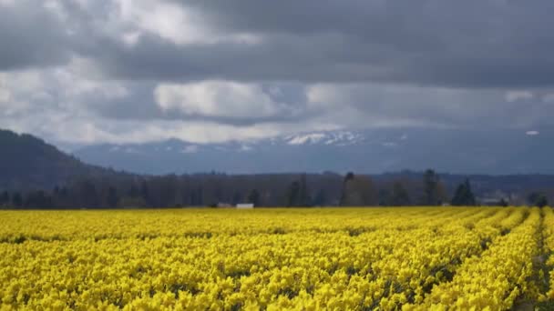 Los campos de narcisos en un día nublado — Vídeo de stock