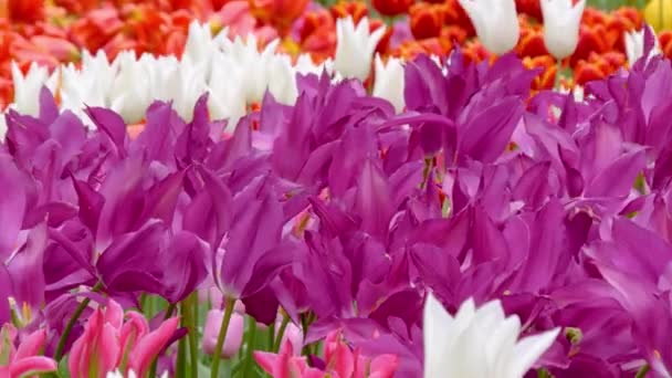Mnohobarevné tulipány rostoucí na květinovém poli — Stock video
