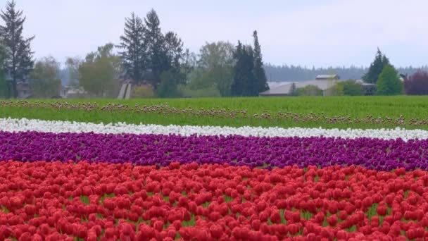 Tulipanes multicolores creciendo en un campo de flores — Vídeo de stock